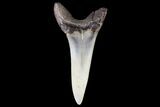 Fossil Shortfin Mako Shark Tooth - Georgia #75274-1